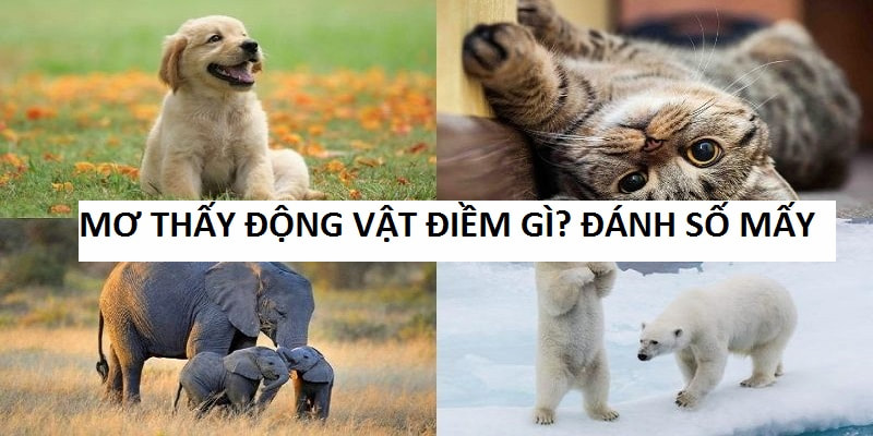 Mơ Thấy Động Vật: Giải Mã Những Chiêm Bao Hay Gặp Nhất