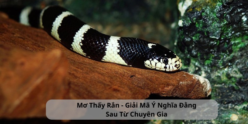 Mơ Thấy Rắn - Giải Mã Ý Nghĩa Đằng Sau Từ Chuyên Gia