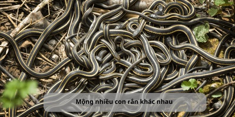 Chiêm bao đa dạng rắn khác nhau